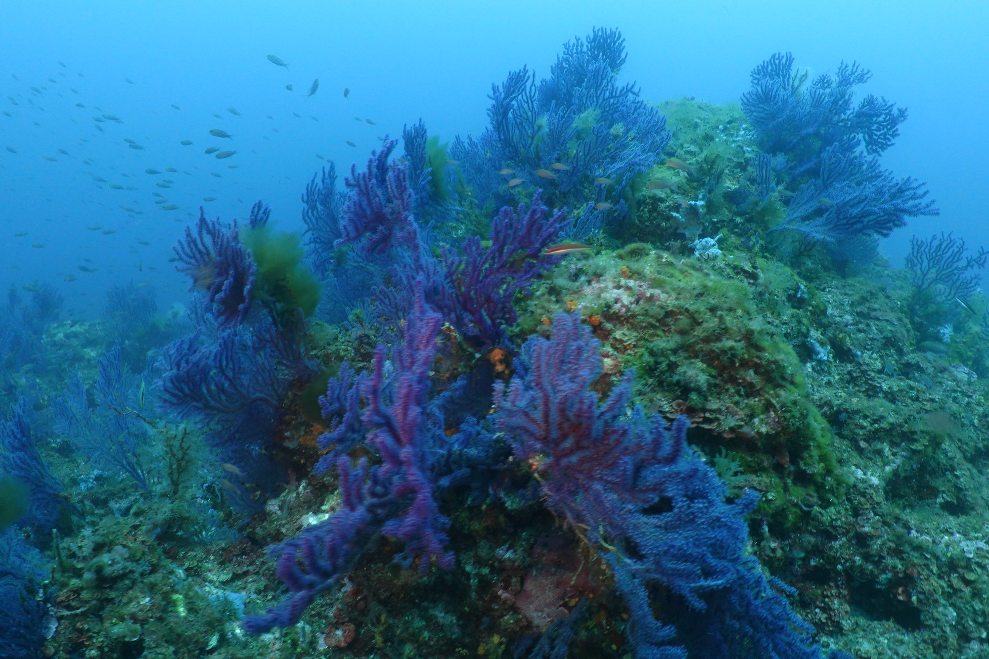 Gorgonian coral wall on a technical dive site in Mallorca